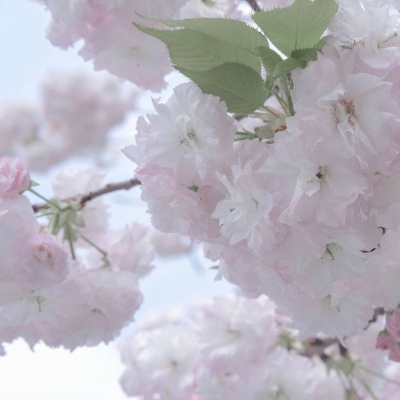 华阴福瑞交流群